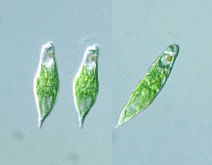 korm-dlya-ryb-euglena-viridis